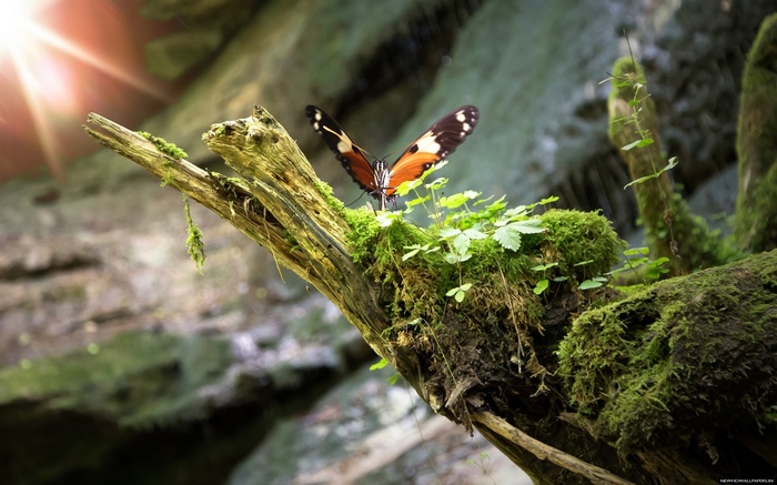 Butterfly on a mossy branch in sunlight