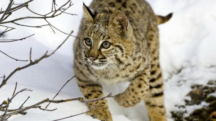 Bobcat walking in the snow