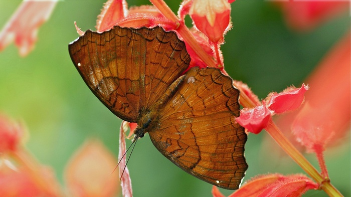 Brown butterfly on red flowers