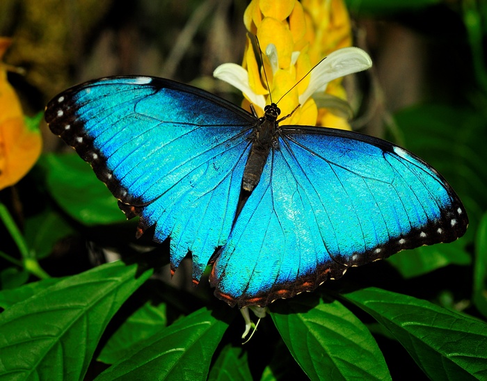 Blue Morpho butterfly on a yellow flower