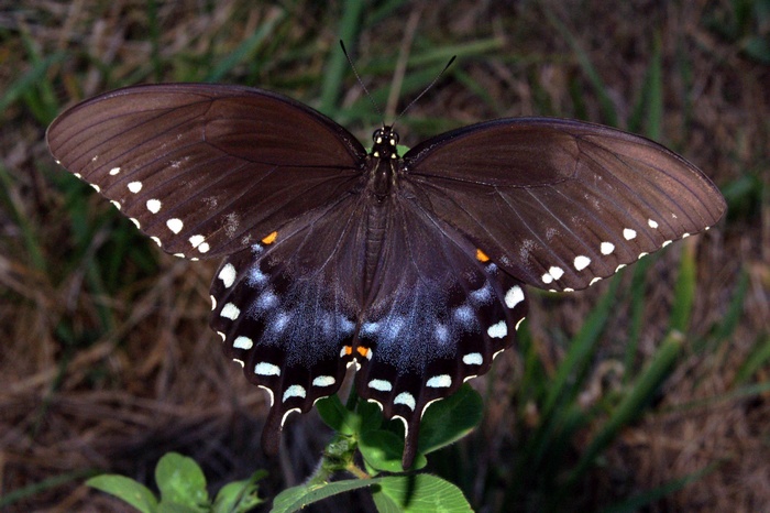 Black butterfly with white and blue spots