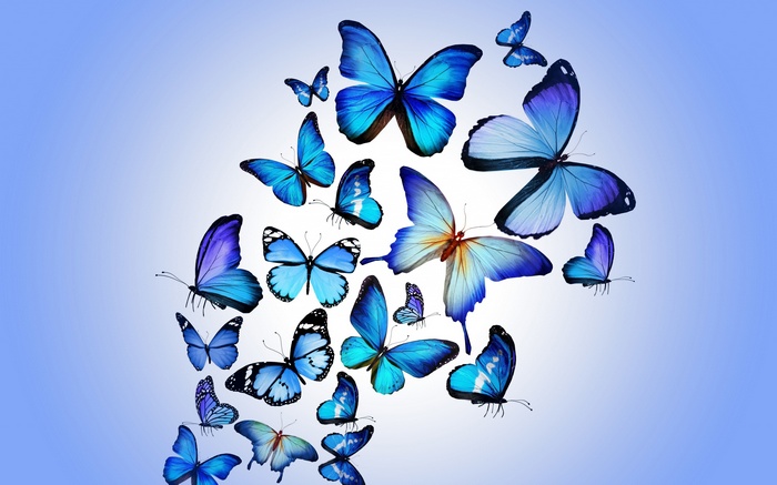 A collection of blue butterflies in flight