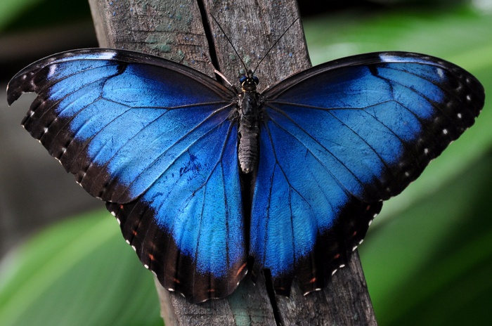 Blue Morpho Butterfly on Wood
