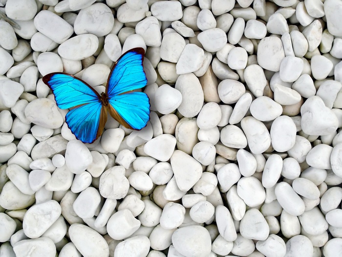 Blue butterfly on white pebbles