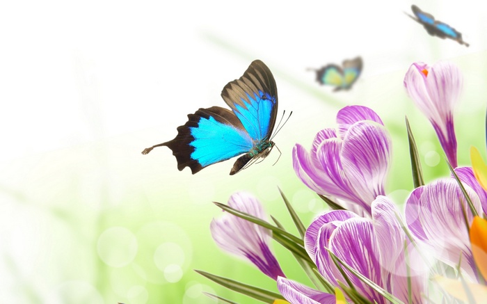 Blue butterfly and purple crocuses in a garden