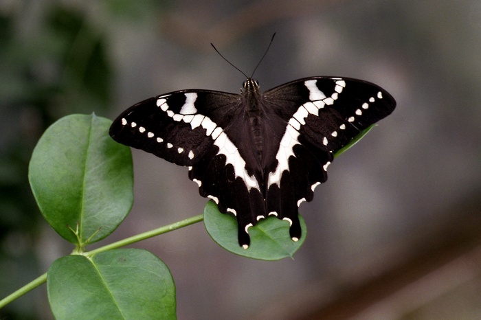 Black butterfly with white markings on a green leaf
