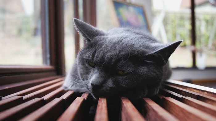 Gray cat resting on wooden slats