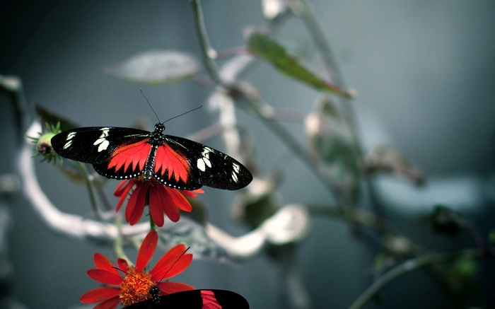 Two butterflies on red flowers