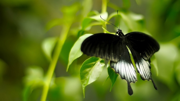 Black butterfly on green leaves