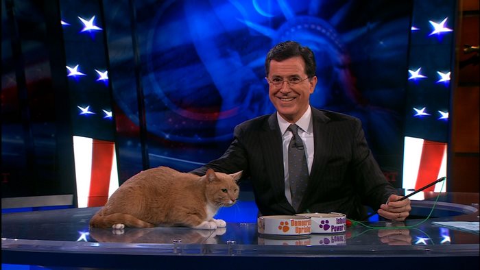 Stephen Colbert with a cat