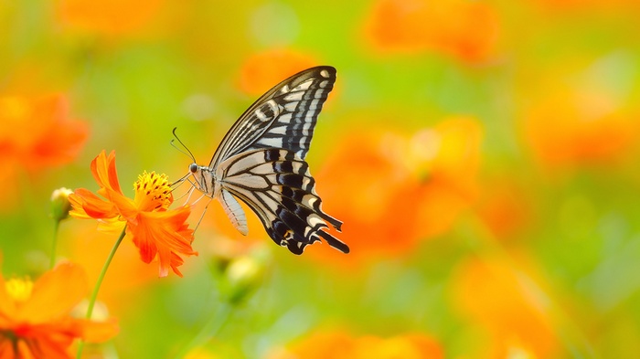 Butterfly on an orange flower
