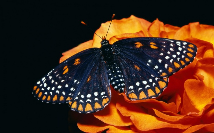 Butterfly on an orange flower