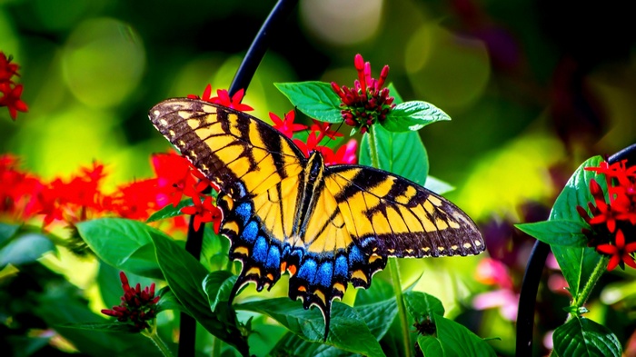 Yellow and blue butterfly on red flowers