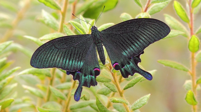 Black butterfly with iridescent green markings on green leaves