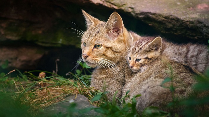 Mother and baby wildcats in grass