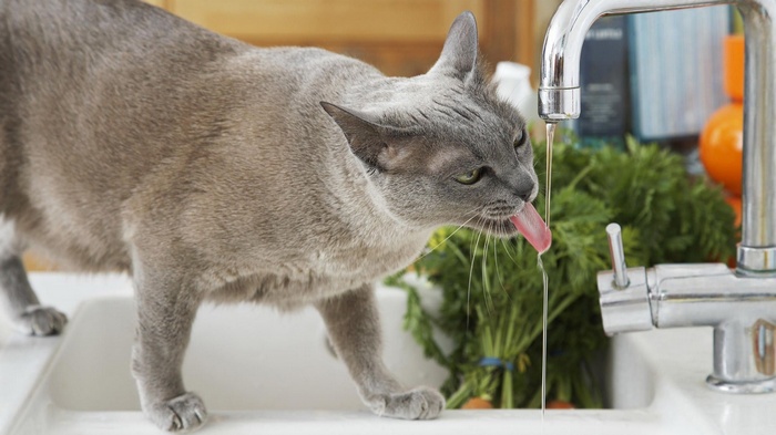 Gray cat drinking water from a faucet
