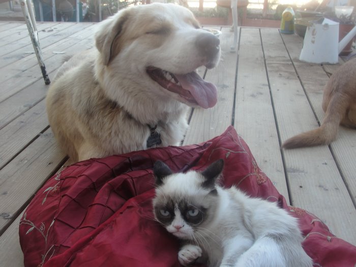 Grumpy Cat with a large dog