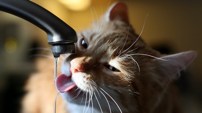 Orange cat drinking water from a faucet