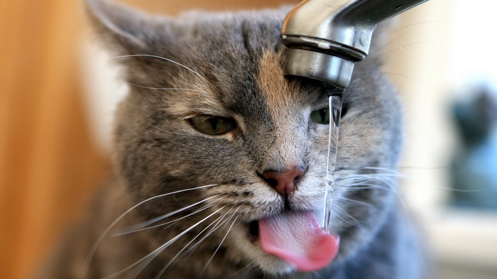 Cat drinking water from a faucet