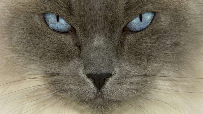 Close-up of a Ragdoll cat's face
