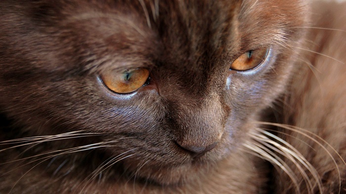 Close-up of a brown cat's face