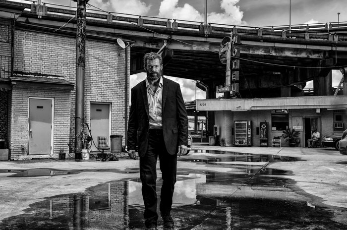 Wolverine walking in a wet alley