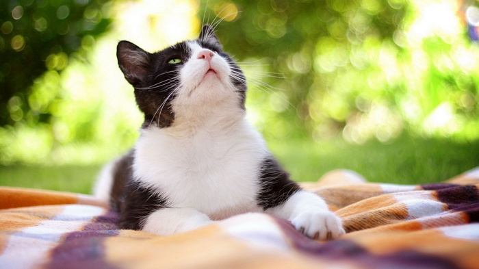 Black and white cat looking up outdoors
