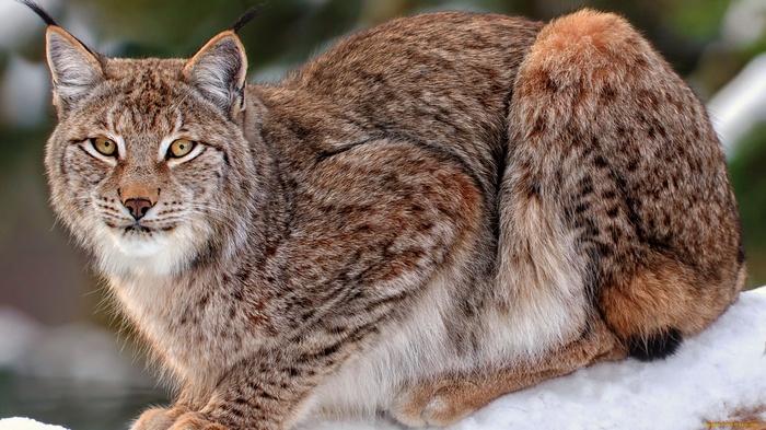 Lynx sitting on snow in a forest