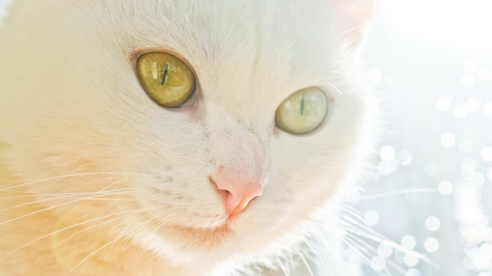 Close-up of a white cat's face with heterochromia