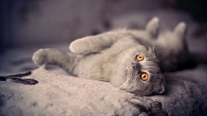 Scottish Fold cat lying on its back