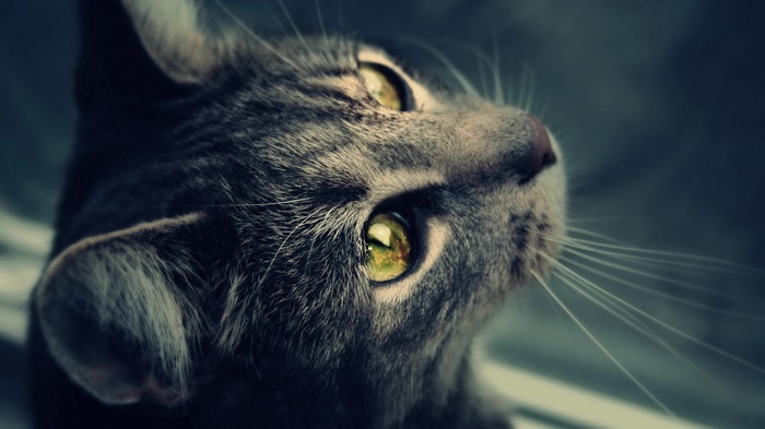 Close-up of a tabby cat's face