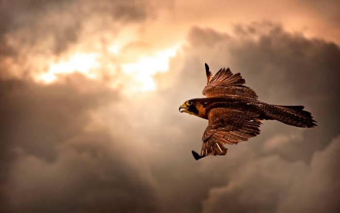 Falcon flying through stormy clouds
