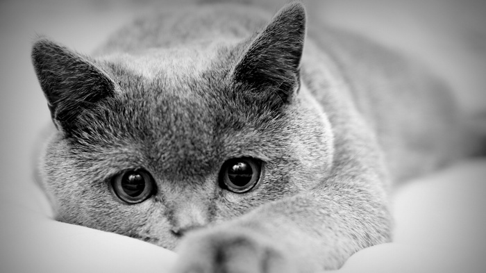 Close-up of a British Shorthair cat