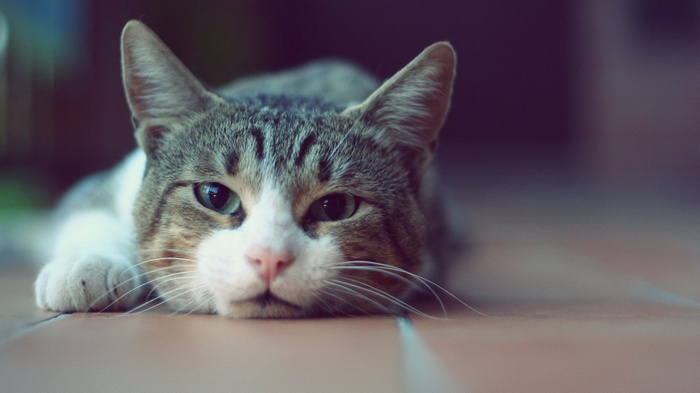A tabby cat lies on a tiled floor