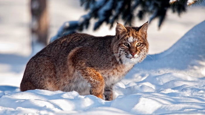 Bobcat in the snow