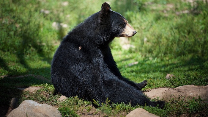 Black bear sitting on grass