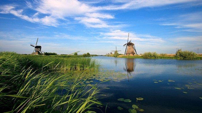 Windmills along a canal with reeds and lily pads