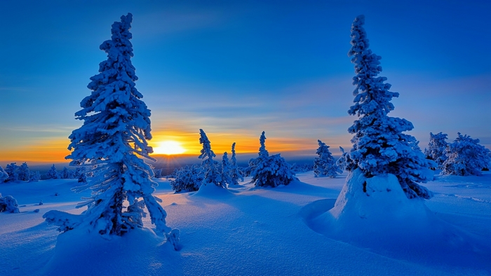 Snow-covered trees at sunrise/sunset