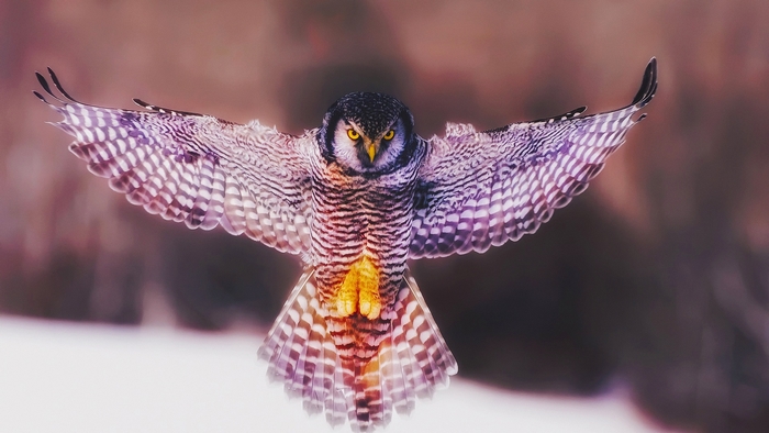 Northern Hawk Owl in flight