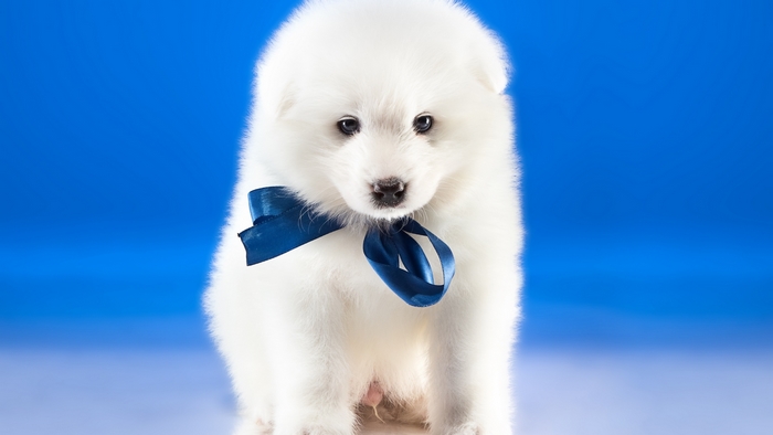 White Samoyed puppy with blue bow