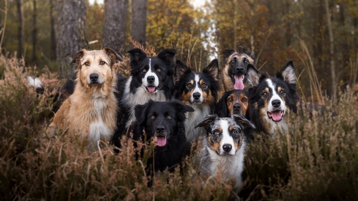 Group of dogs in a forest setting