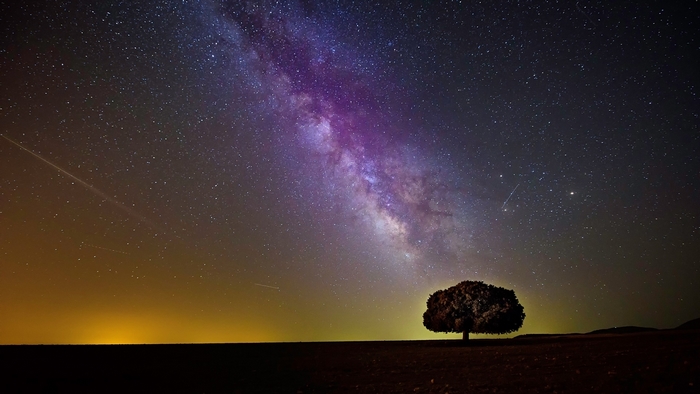 Tree under the Milky Way at night