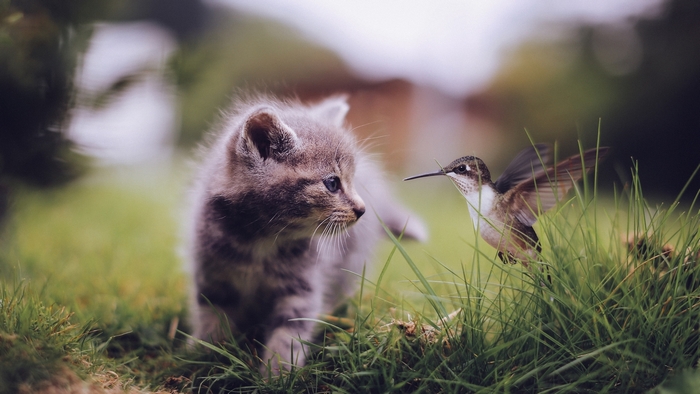 Kitten and hummingbird in grass