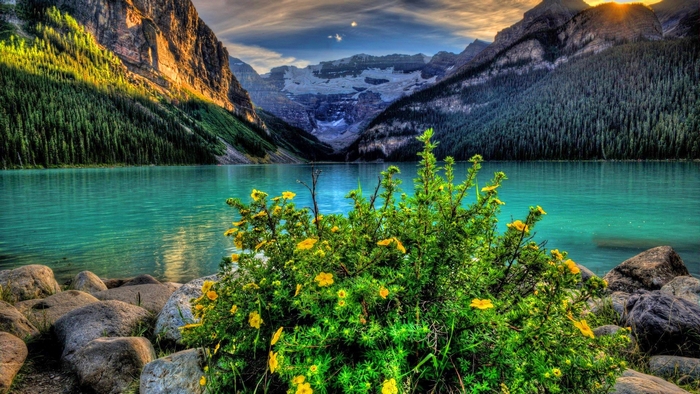 Turquoise lake with mountains and yellow flowers in Banff National Park