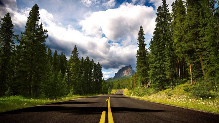 Scenic mountain road through a pine forest