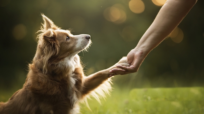 Dog giving paw to a person
