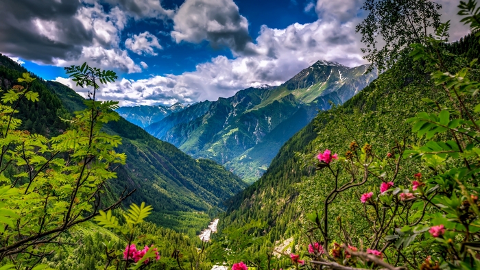 Mountain valley with green trees and pink wildflowers
