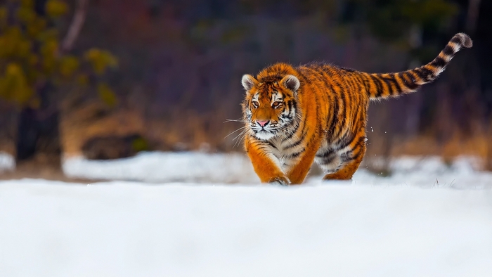 Tiger walking in the snow during winter