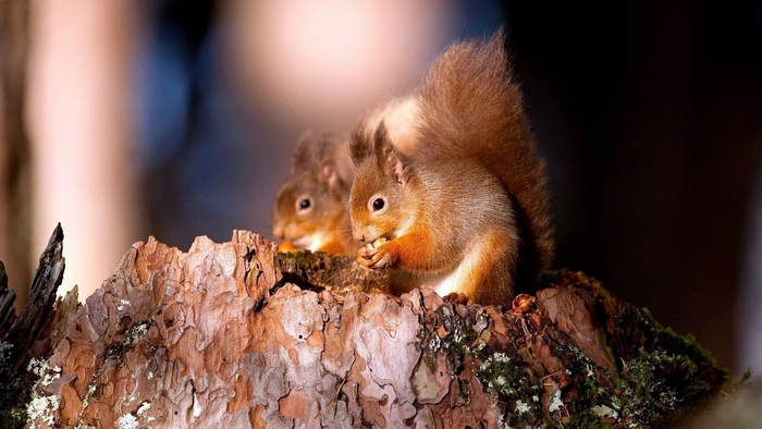 Two red squirrels eating nuts on a tree stump