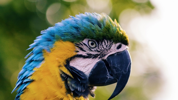 Close-up of a Blue and Yellow Macaw Parrot